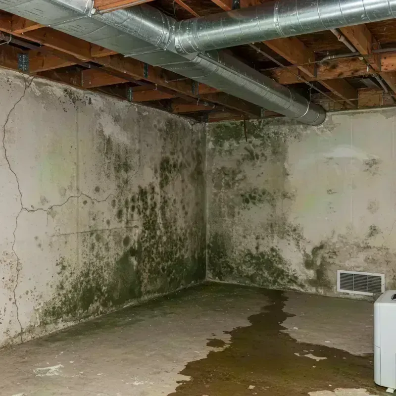 Professional Mold Removal in Lake Mills, IA